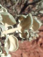 Image of roundleaf buffaloberry