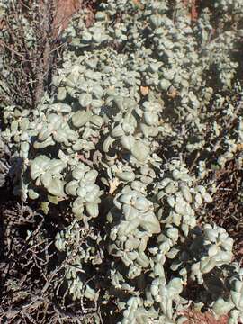 Image of roundleaf buffaloberry