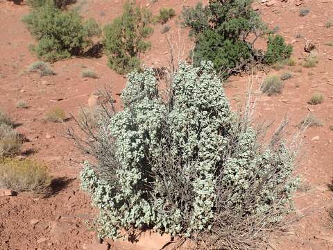 Image of roundleaf buffaloberry