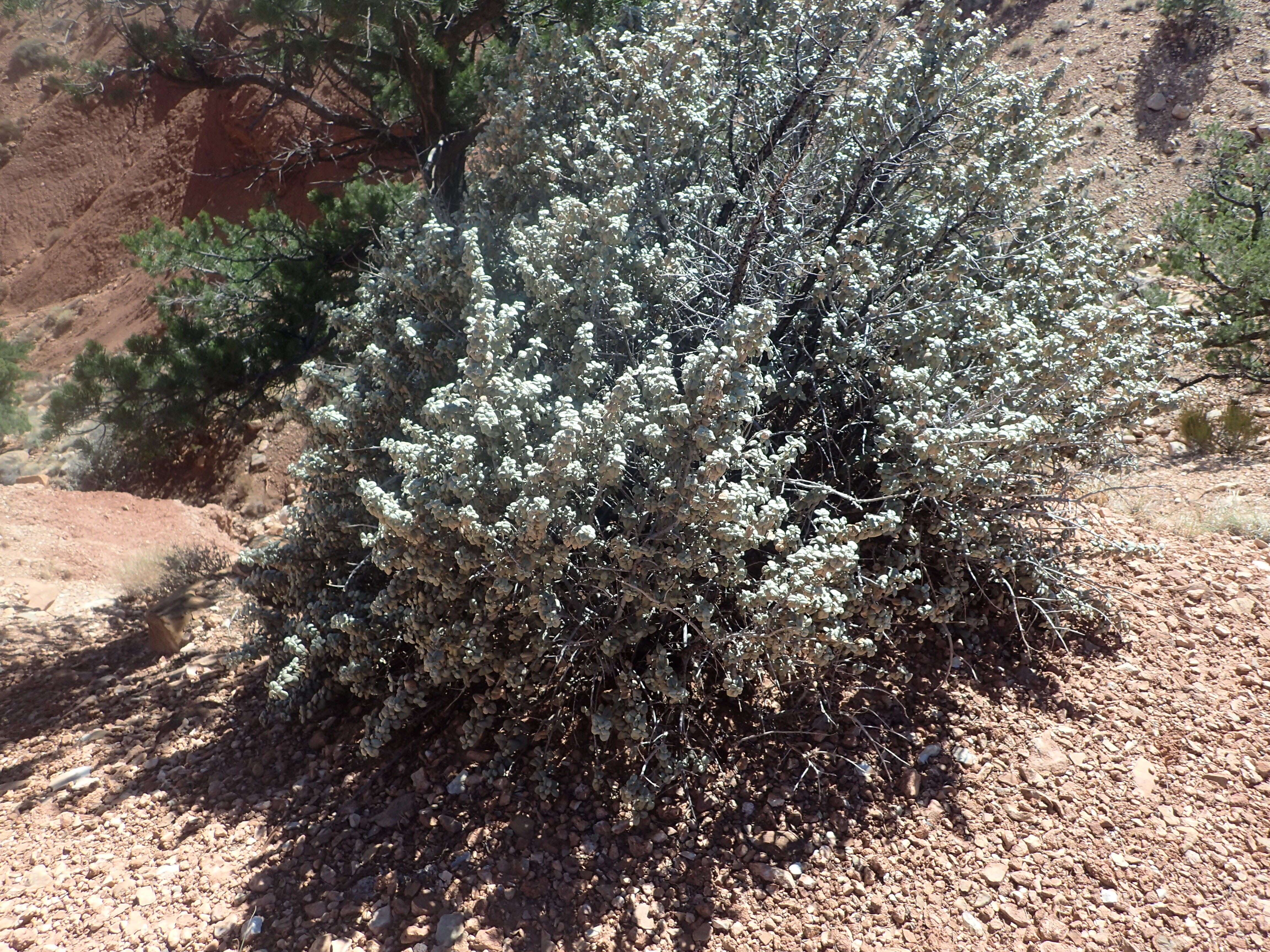 Image of roundleaf buffaloberry