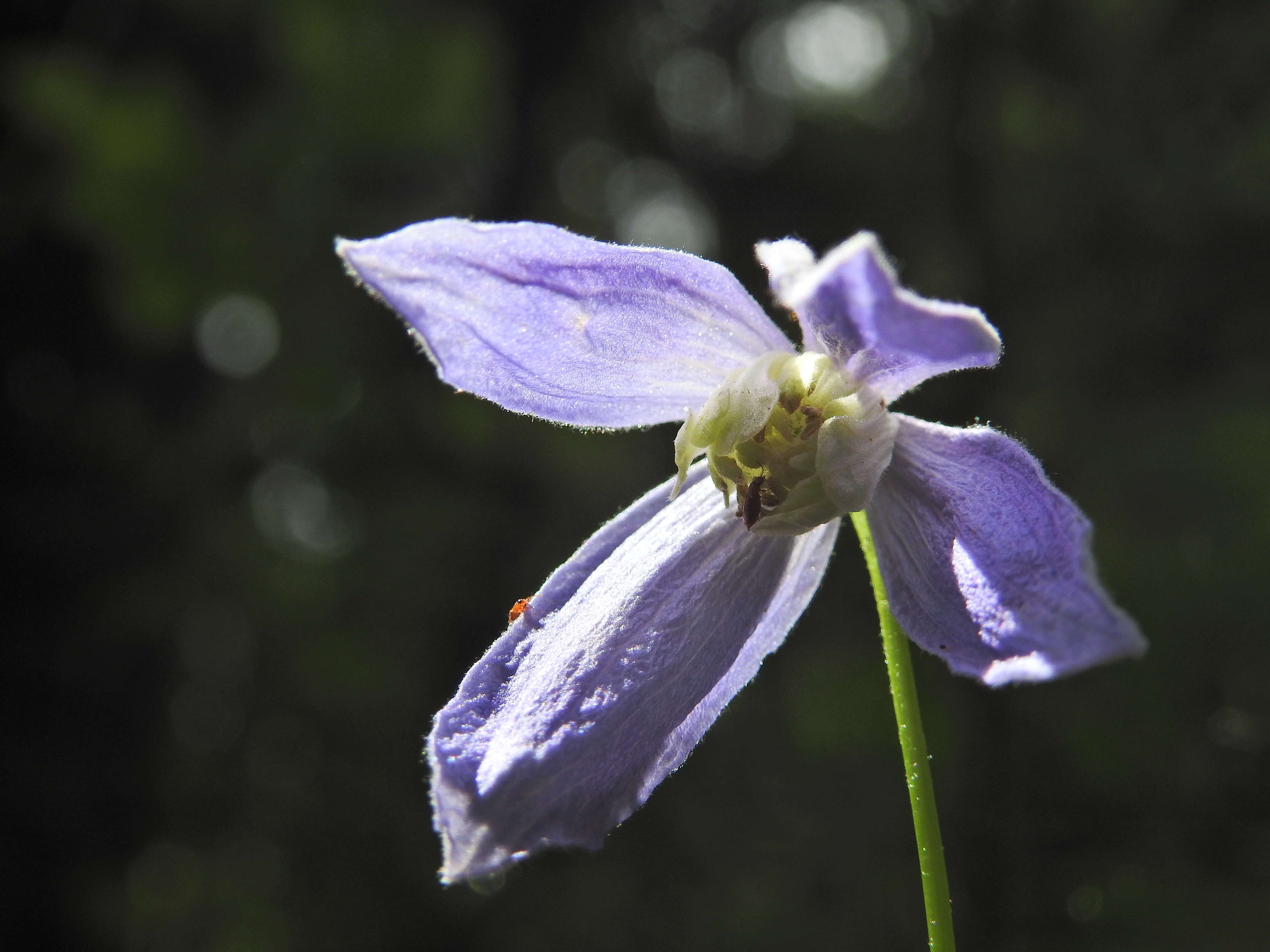 Image of alpine clematis