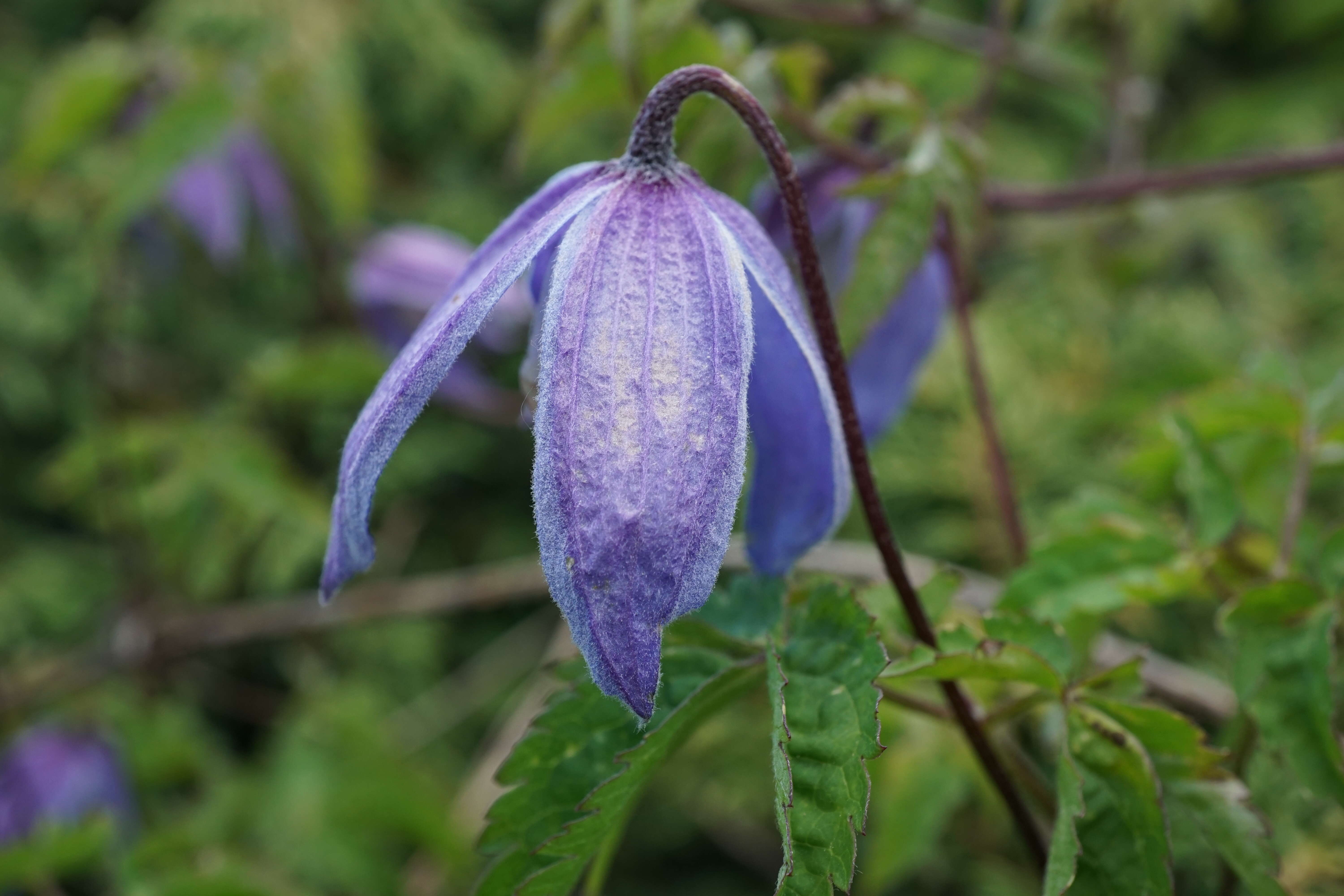 Image of alpine clematis