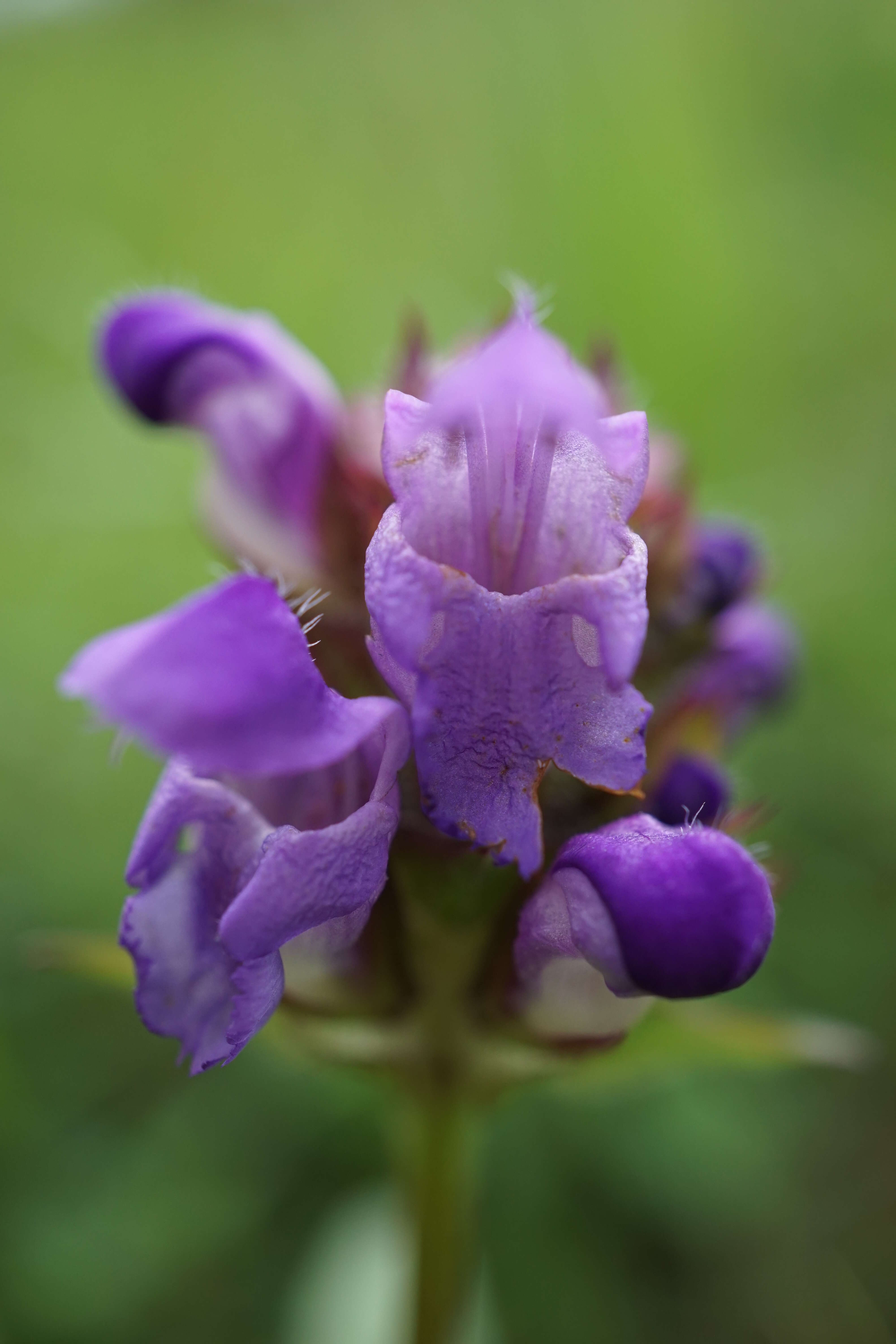 Image of large-flowered selfheal