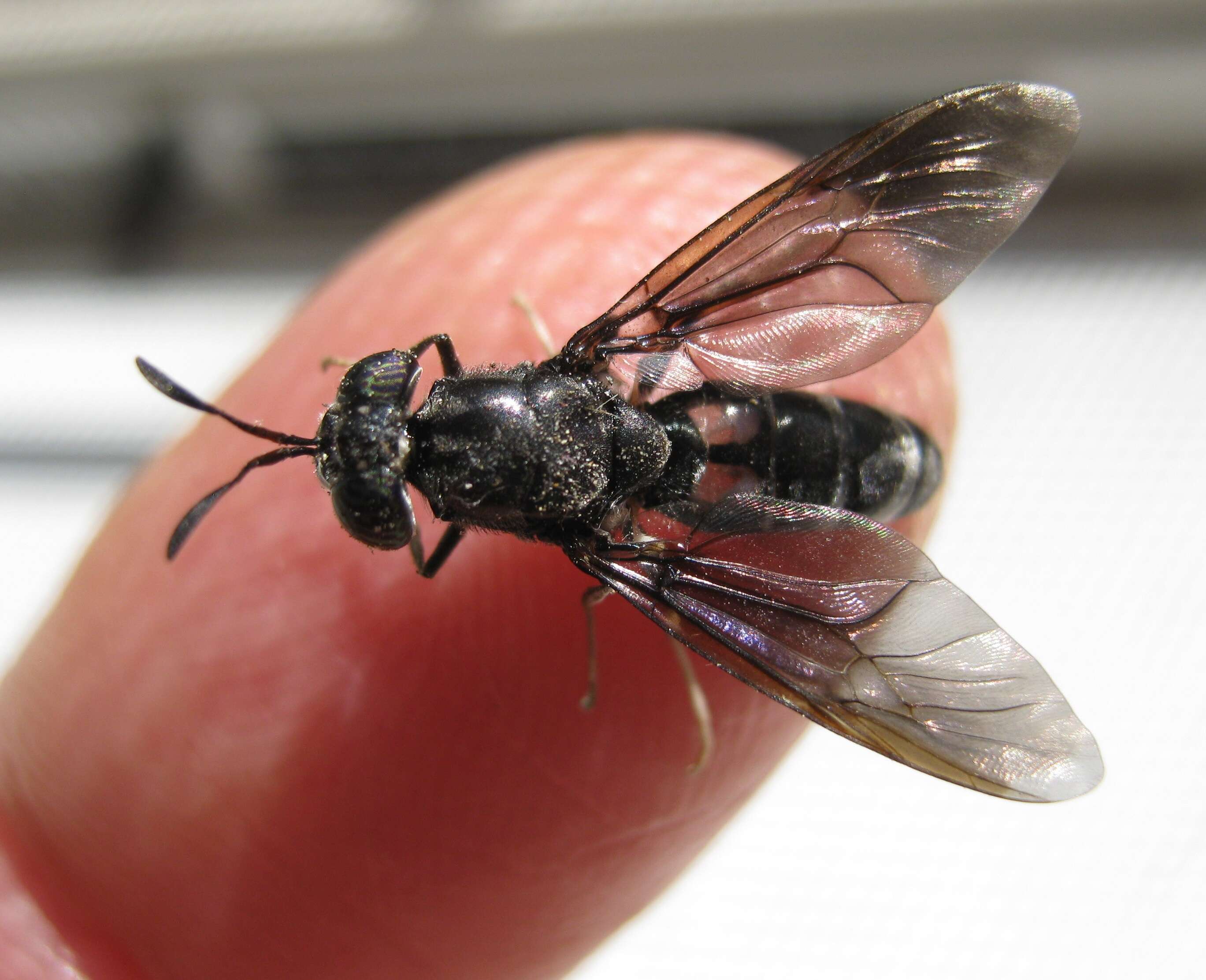 Image of Black Soldier Fly
