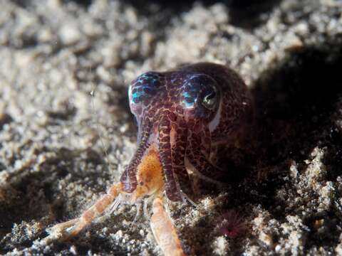 Image of Humming-bird Bobtail Squid