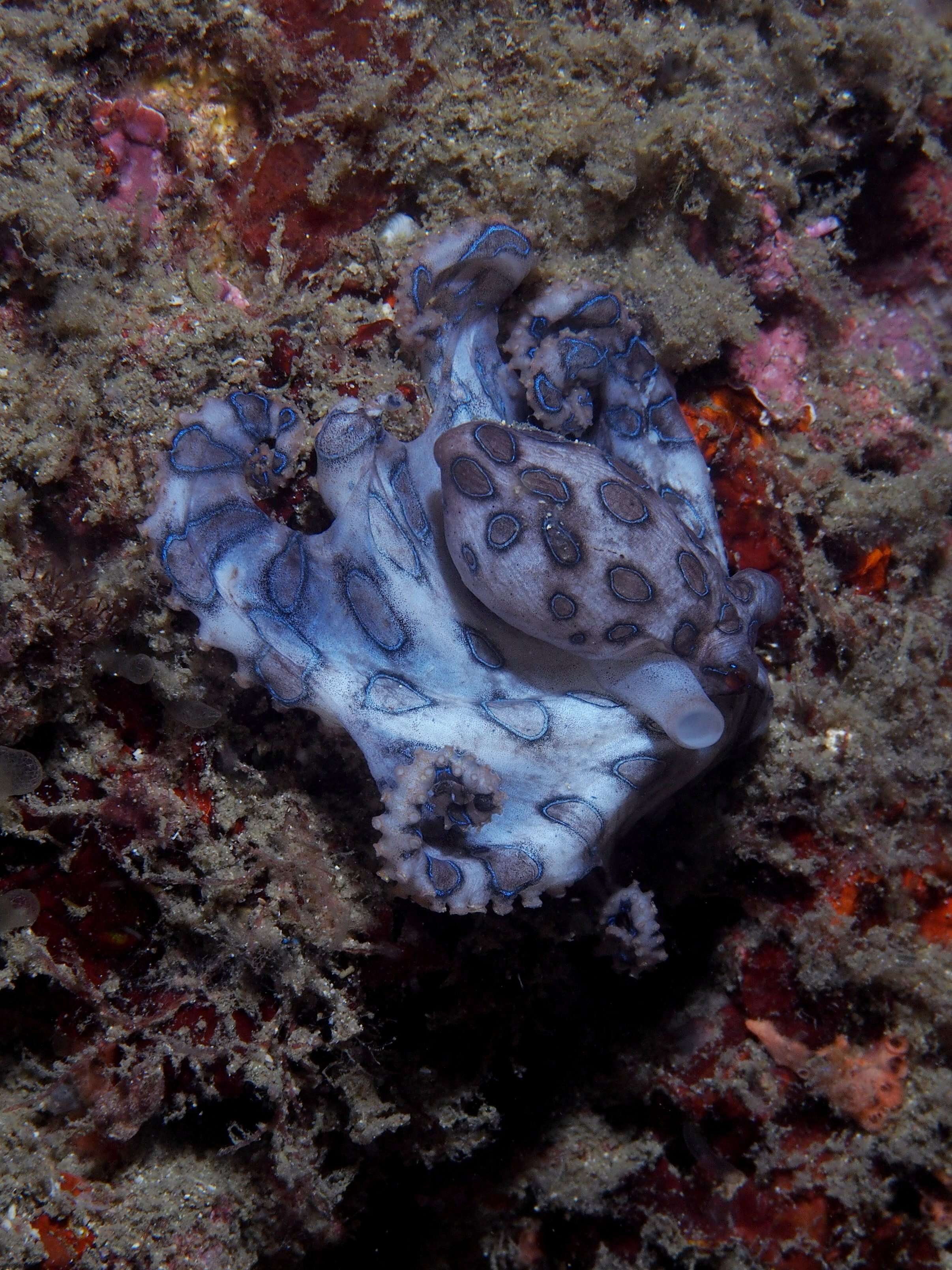 Image of blue-ringed octopus