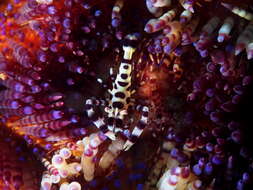 Image of Colemans shrimp