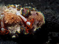 Image of Mauve green edged stocky slug