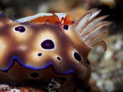 Image of Leopard head flapper slug