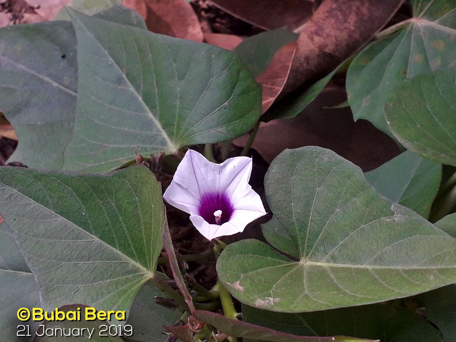 Image of sweet potato