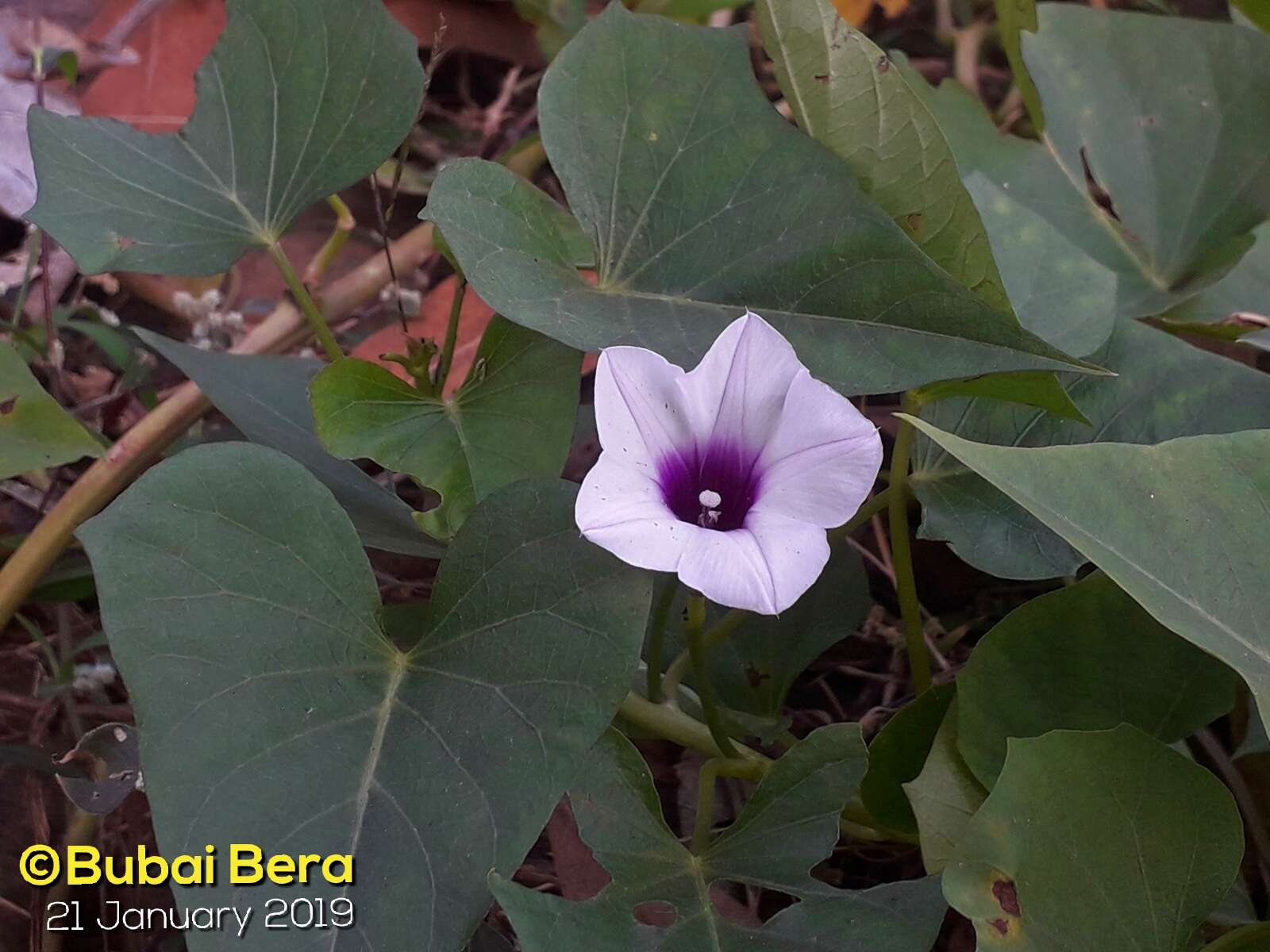 Image of sweet potato