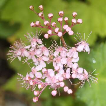 Image of Filipendula multijuga Maxim.