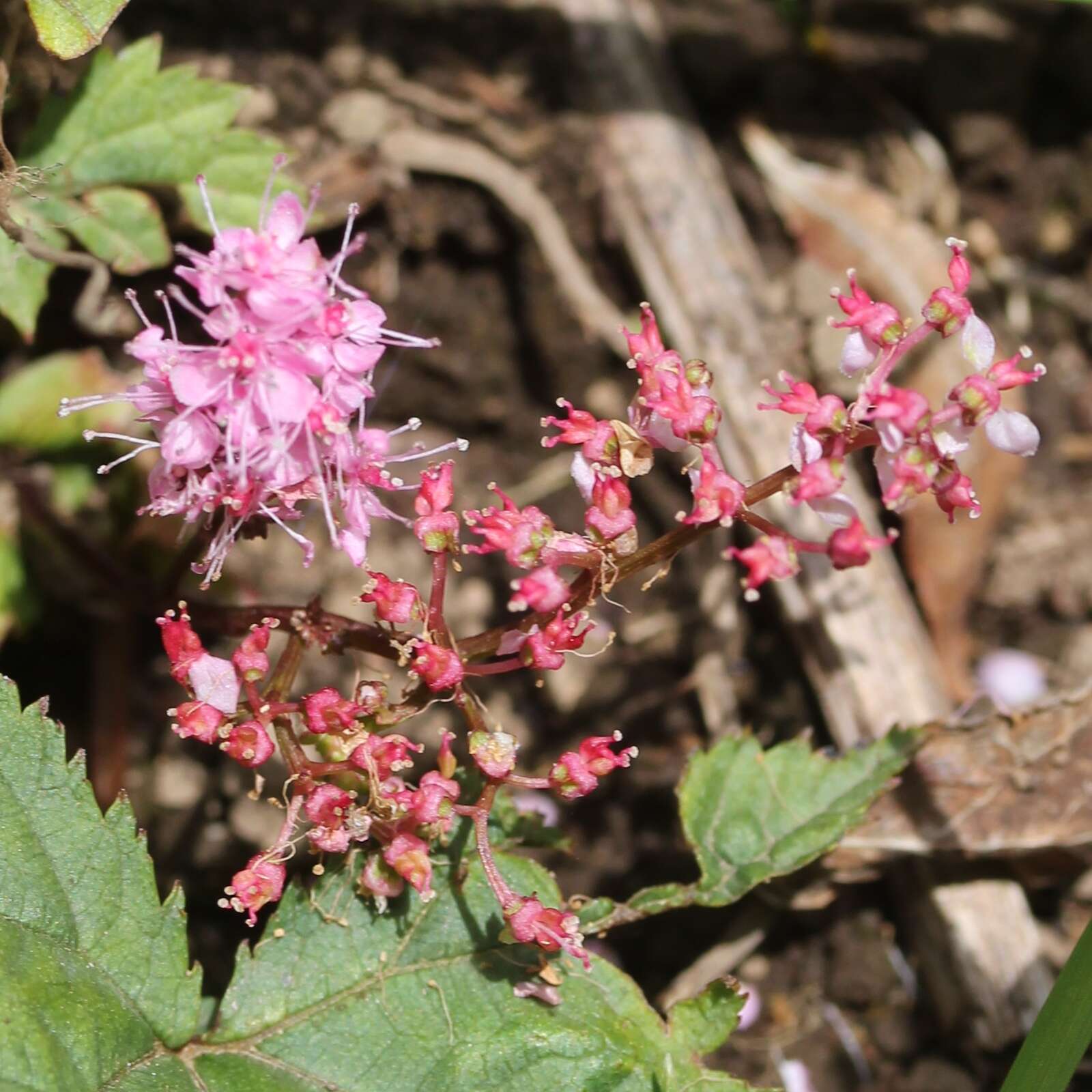 Image of Filipendula multijuga Maxim.