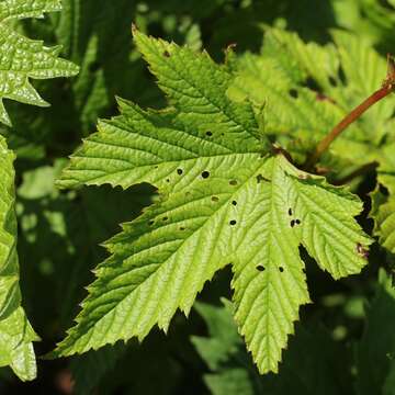 Image of Filipendula multijuga Maxim.