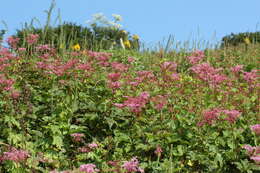 Image of Filipendula multijuga Maxim.