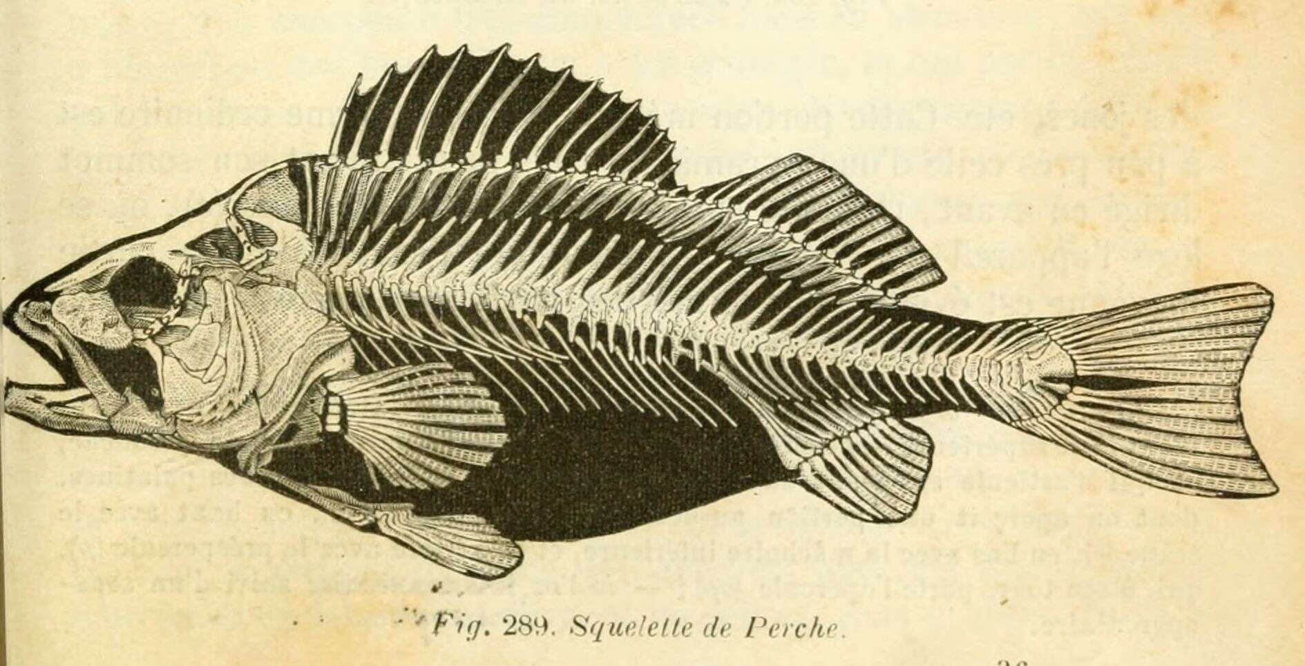 Image of rockfishes