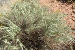 Artemisia filifolia Torr. resmi