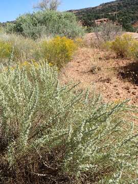 Image of sand sagebrush