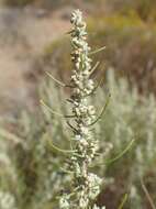 Artemisia filifolia Torr. resmi