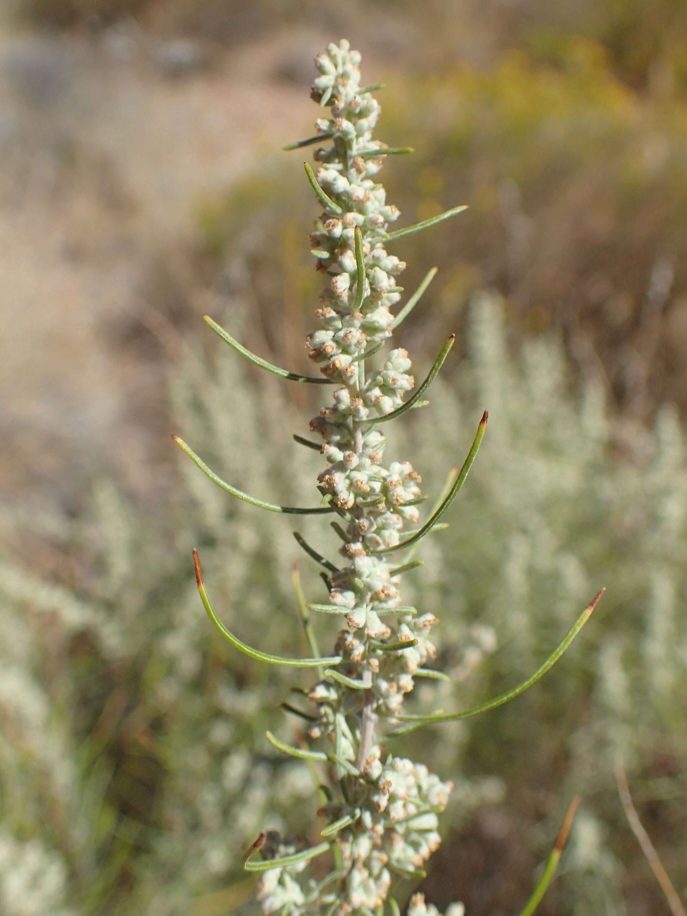 Artemisia filifolia Torr. resmi