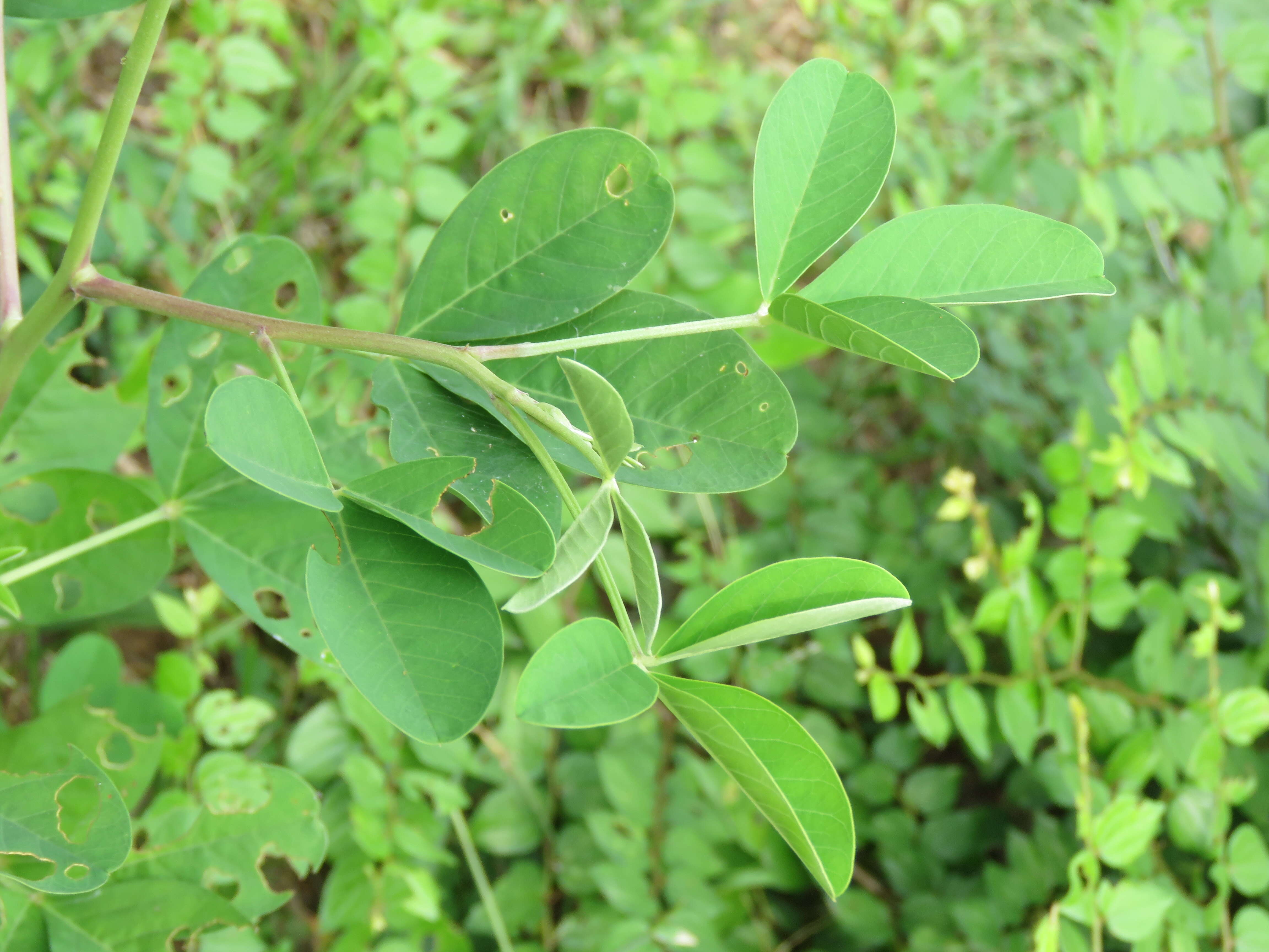 Image of smooth rattlebox