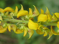 Image of smooth rattlebox