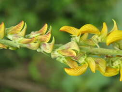 Image of smooth rattlebox