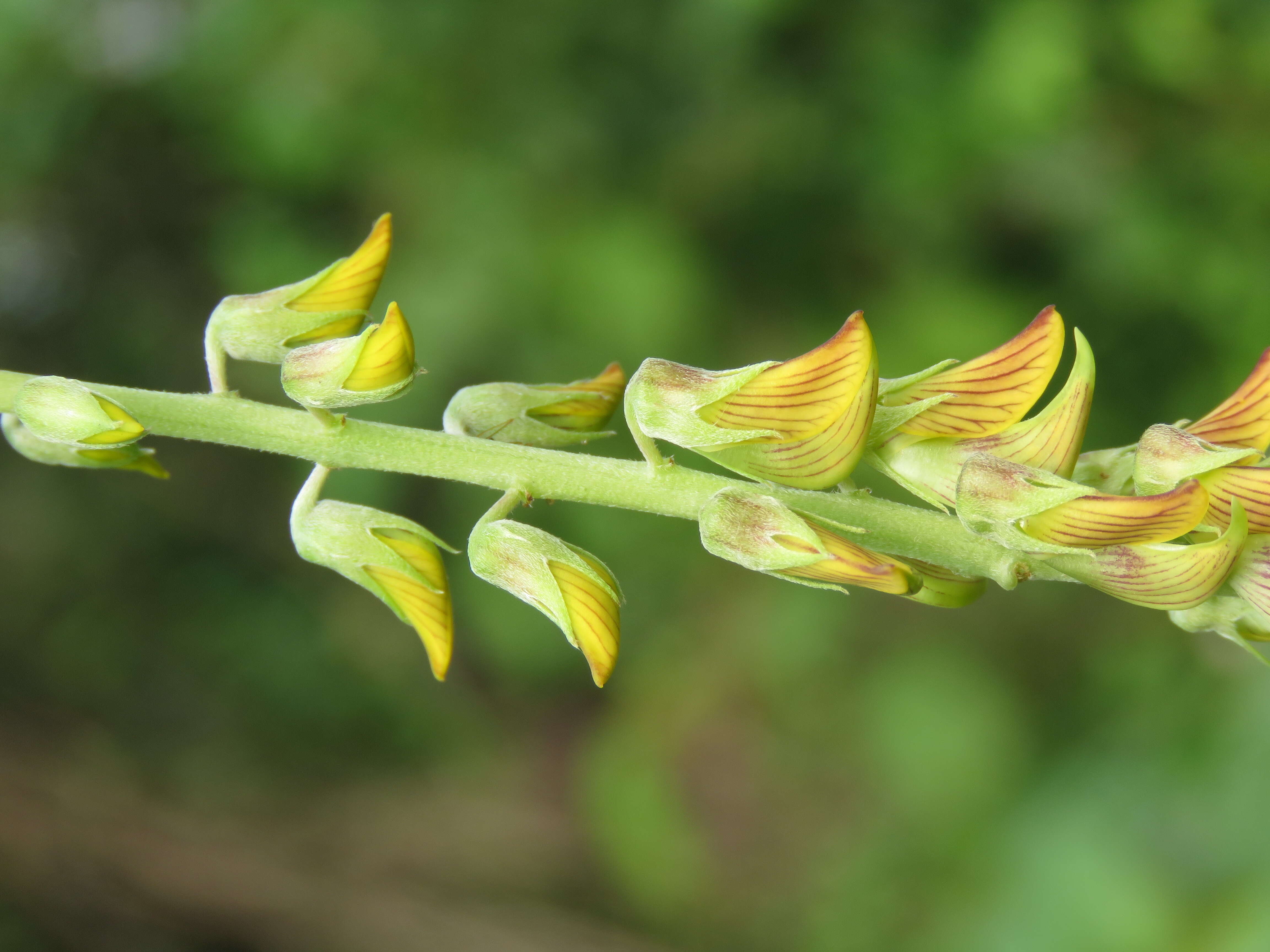 صورة Crotalaria pallida Aiton