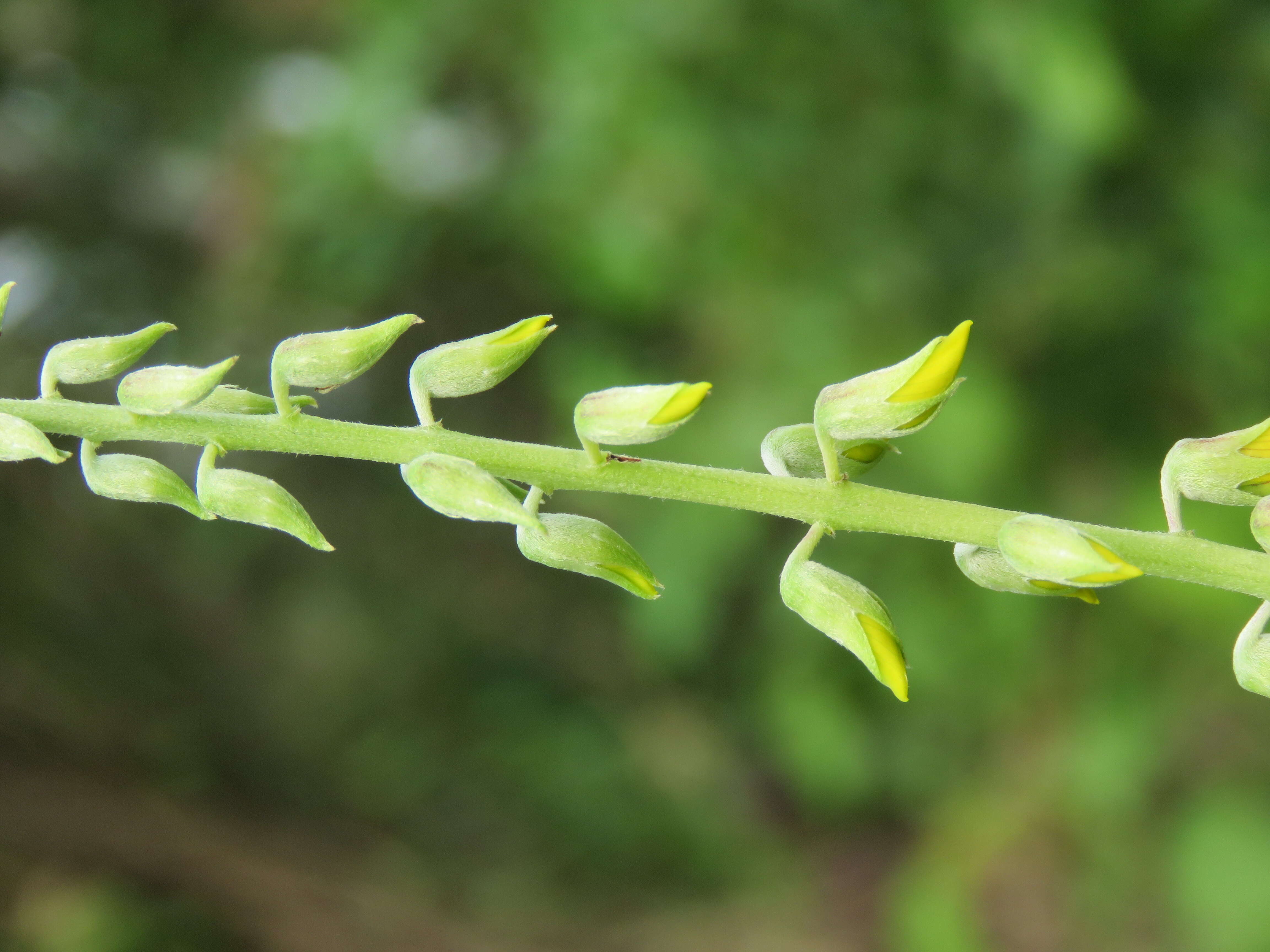 Image of smooth rattlebox