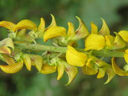 Image of smooth rattlebox