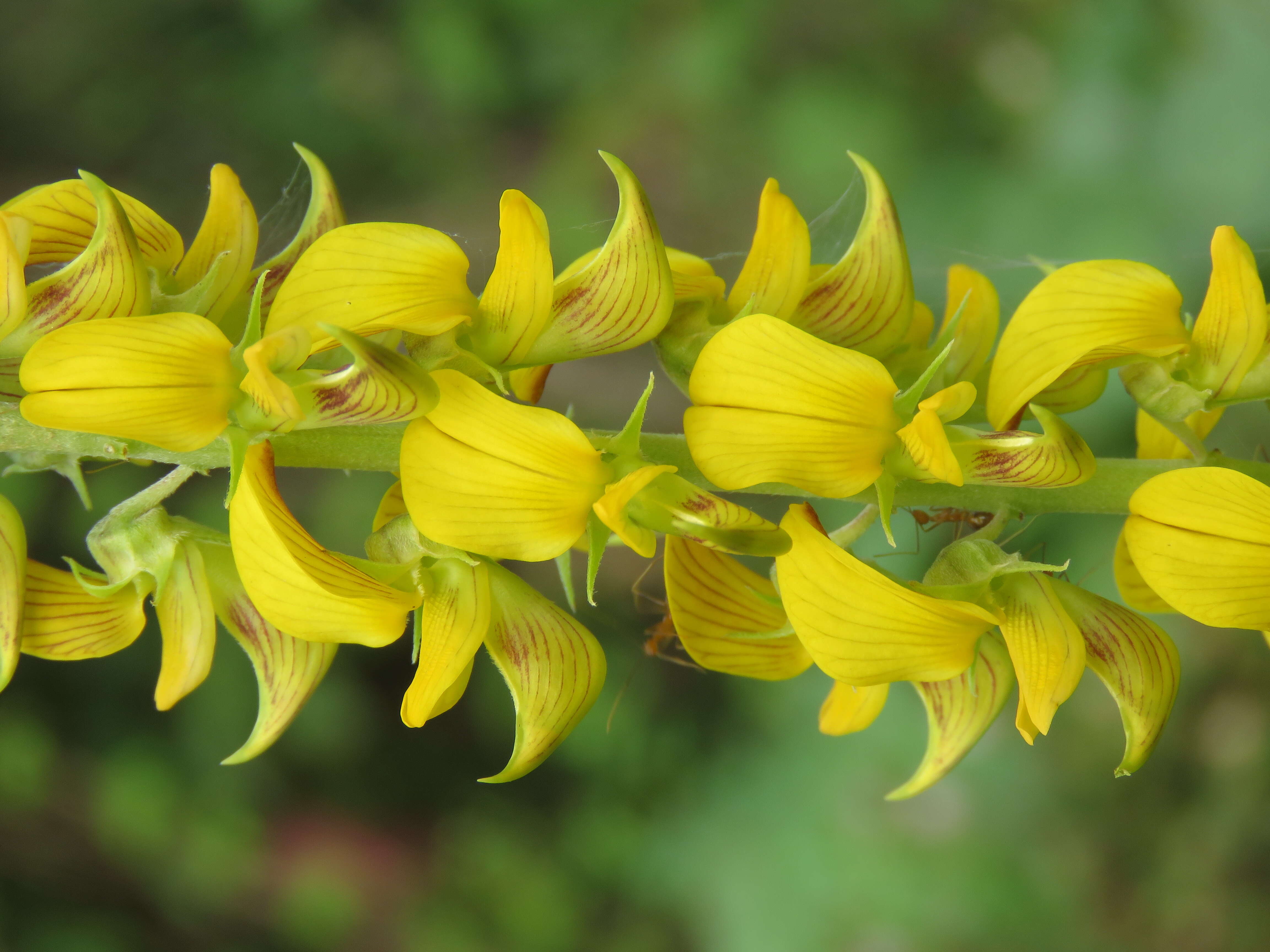 Image of smooth rattlebox