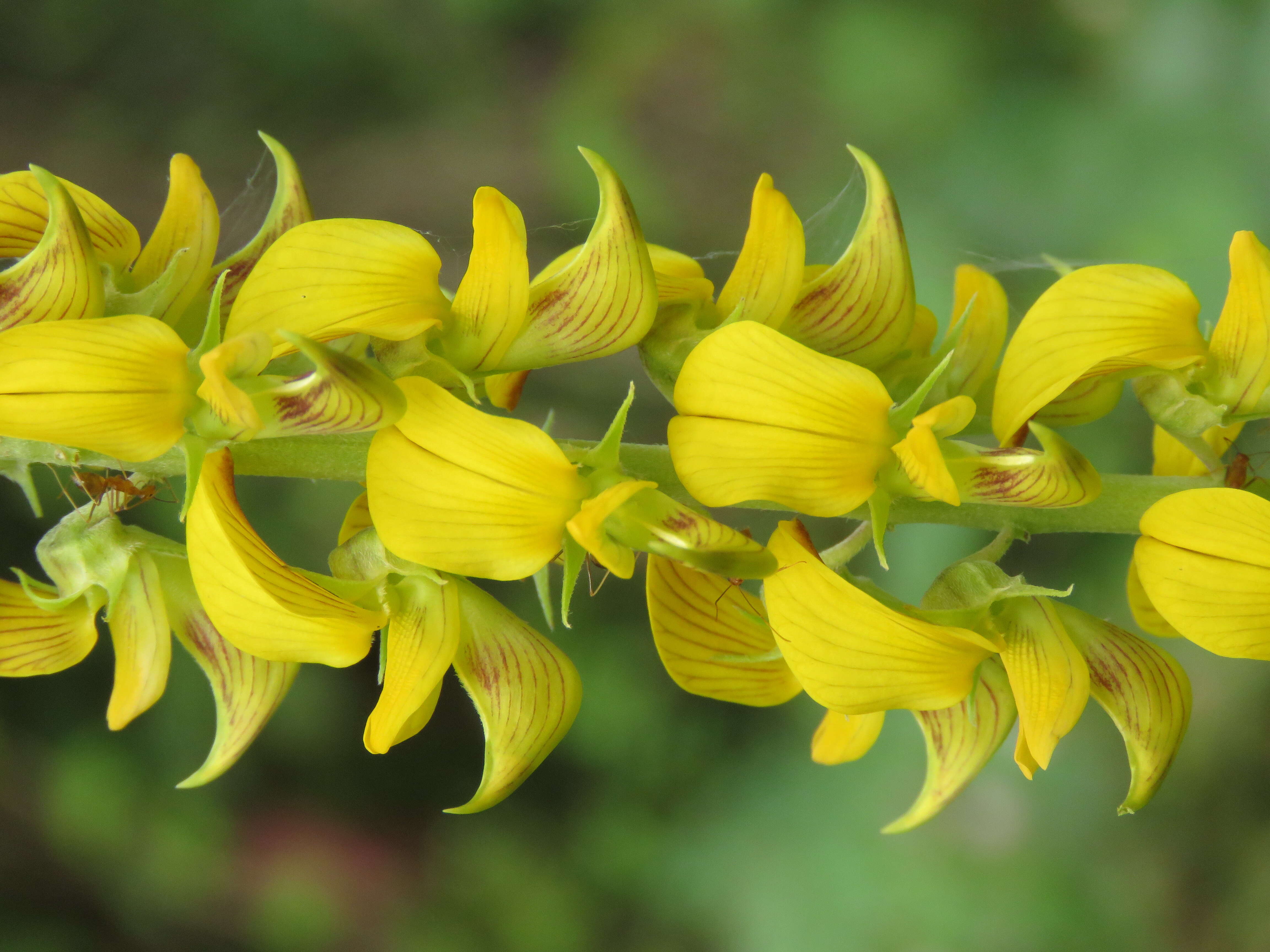 Image of smooth rattlebox