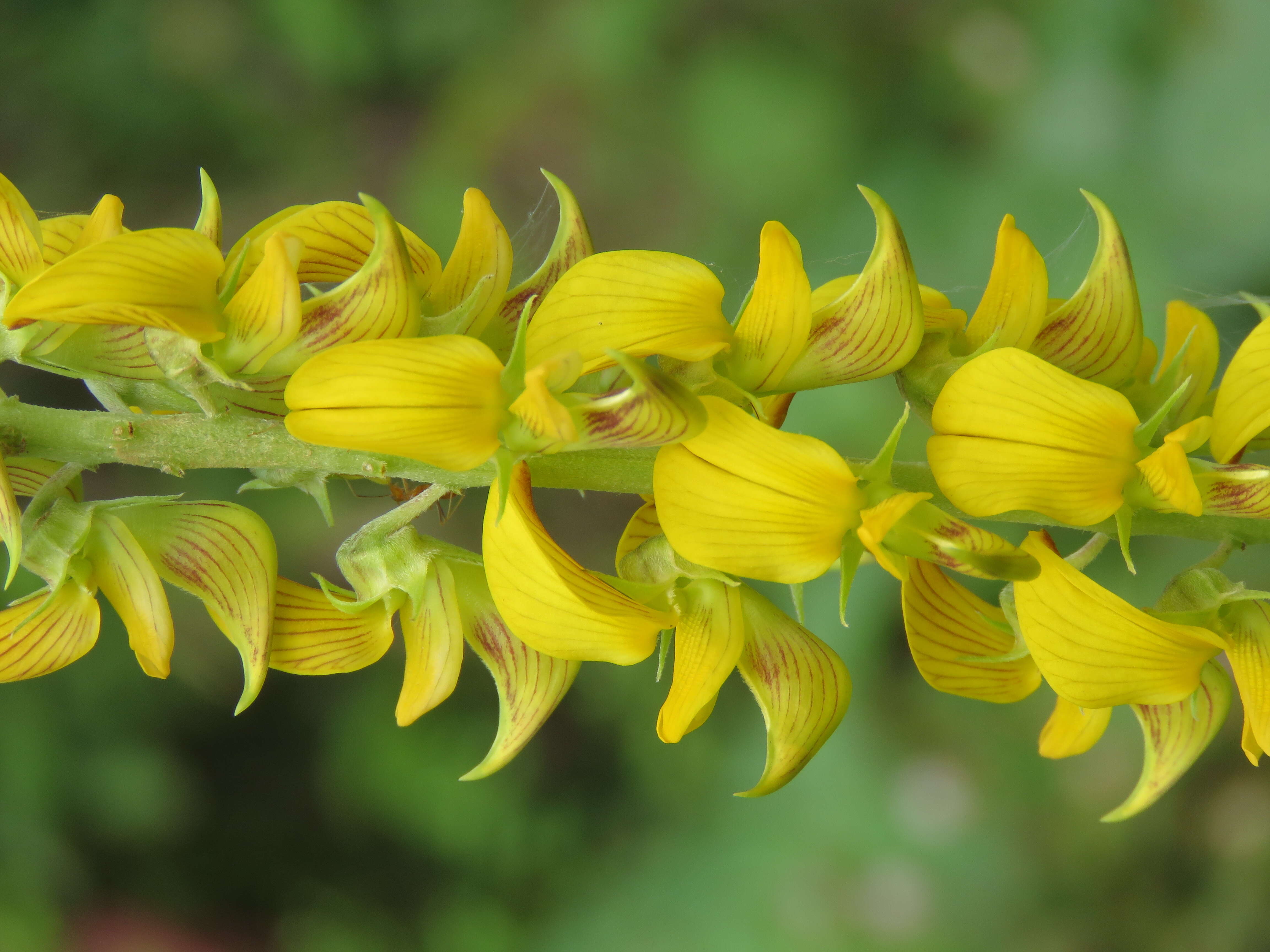 Image of smooth rattlebox