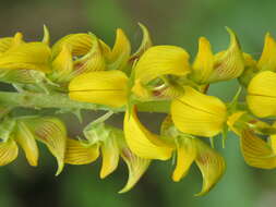 صورة Crotalaria pallida Aiton