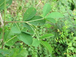 صورة Crotalaria pallida Aiton