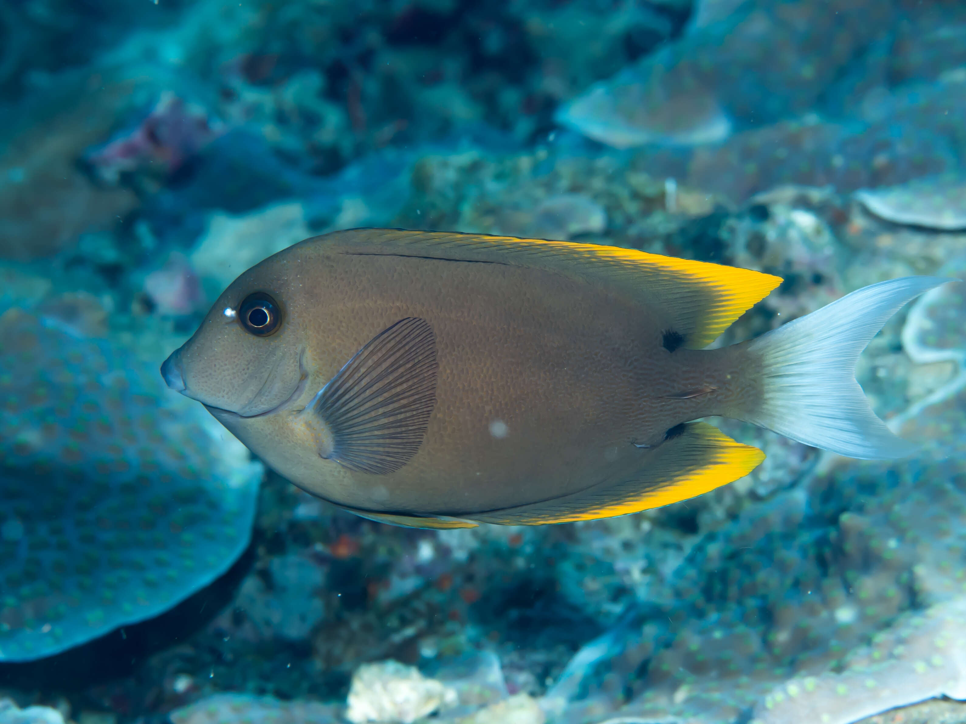 Image of Orange-tipped Bristletooth