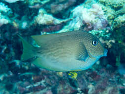 Image de Ctenochaetus cyanocheilus Randall & Clements 2001