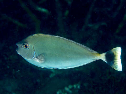 Image of Brown Unicornfish