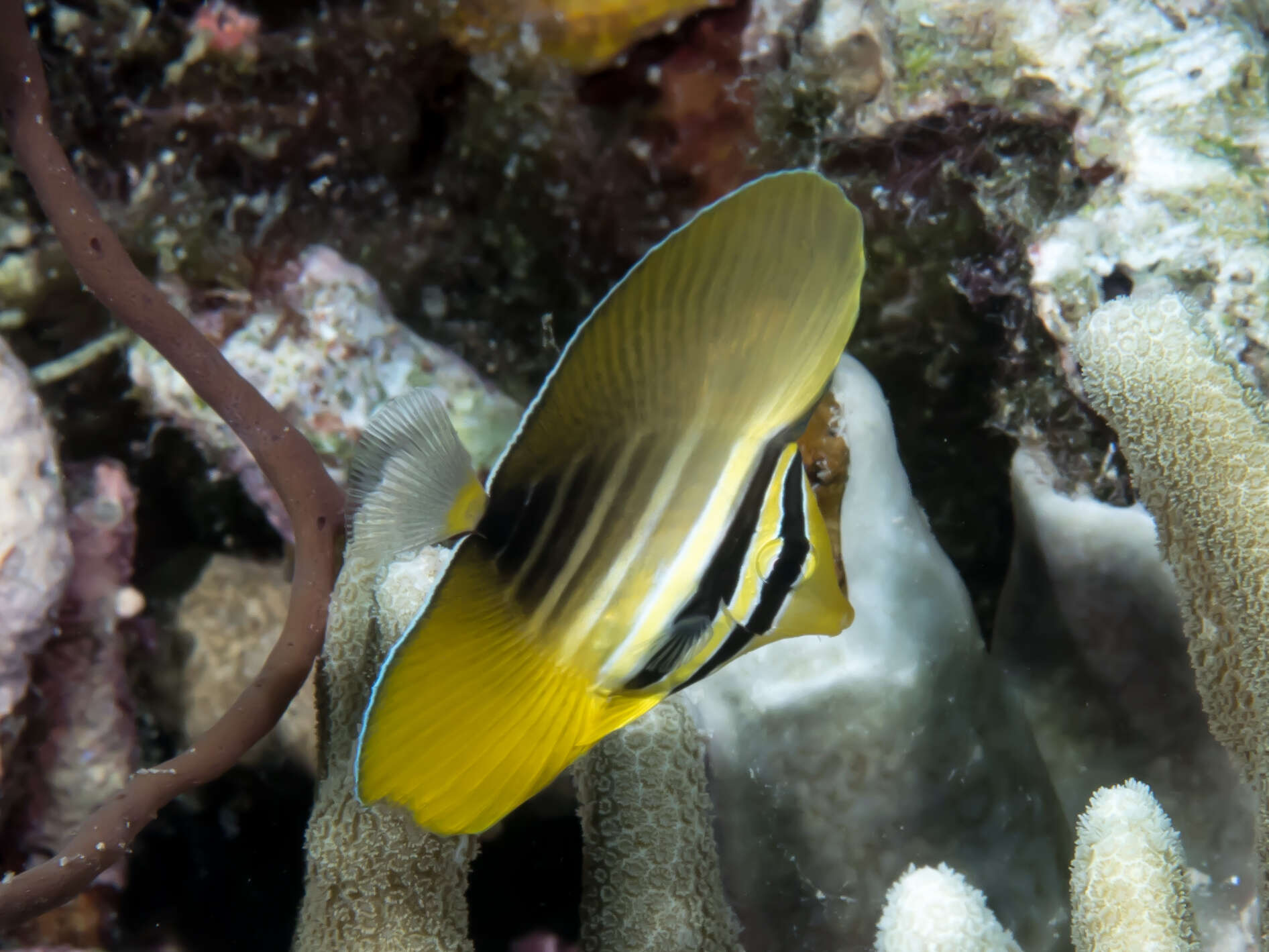 Слика од Zebrasoma veliferum (Bloch 1795)