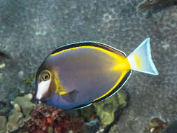 Image of Japan surgeonfish