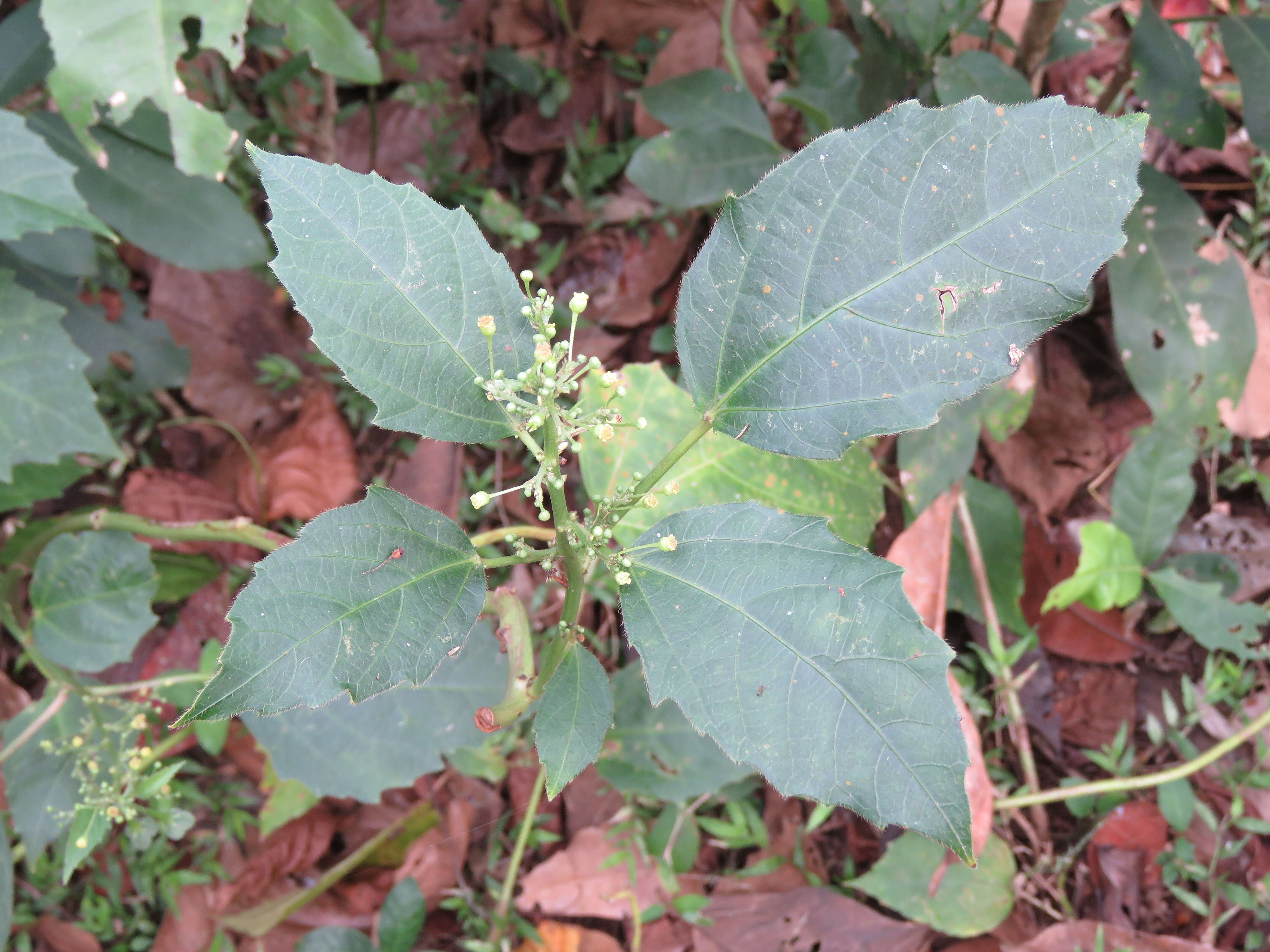 Imagem de Baliospermum solanifolium (Burm.) Suresh