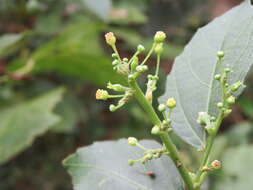 Imagem de Baliospermum solanifolium (Burm.) Suresh