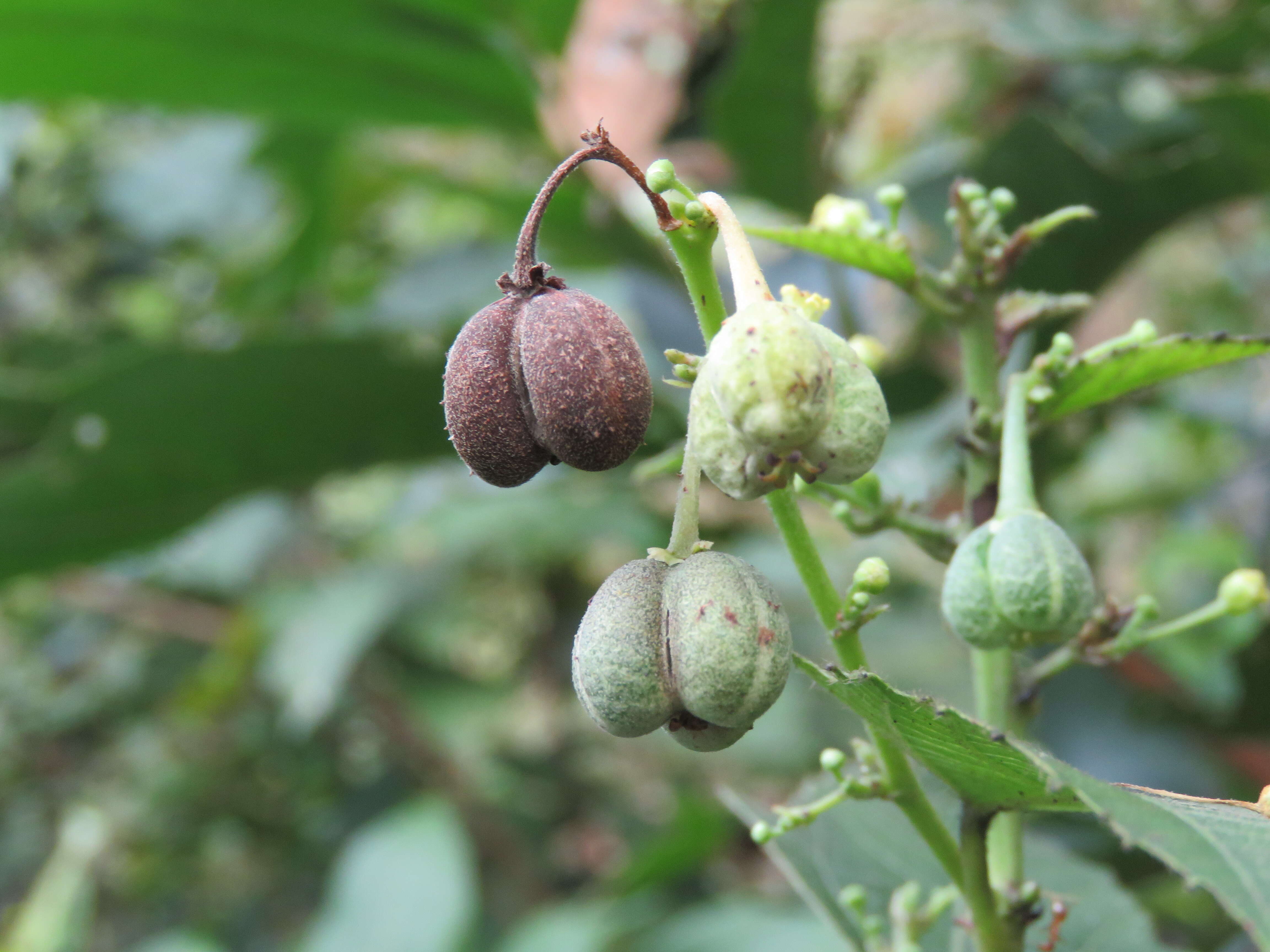 Imagem de Baliospermum solanifolium (Burm.) Suresh