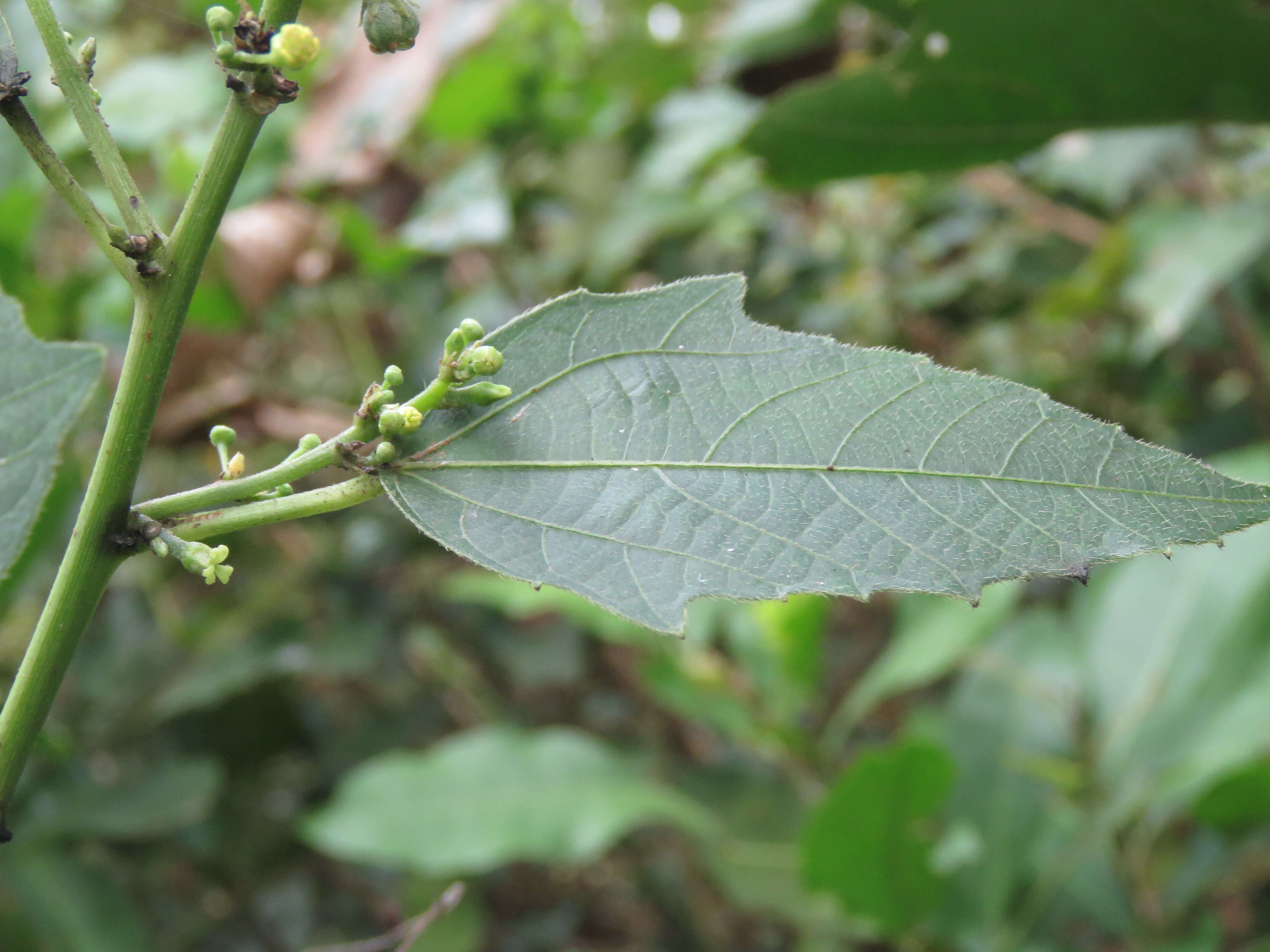 Image de Baliospermum solanifolium (Burm.) Suresh