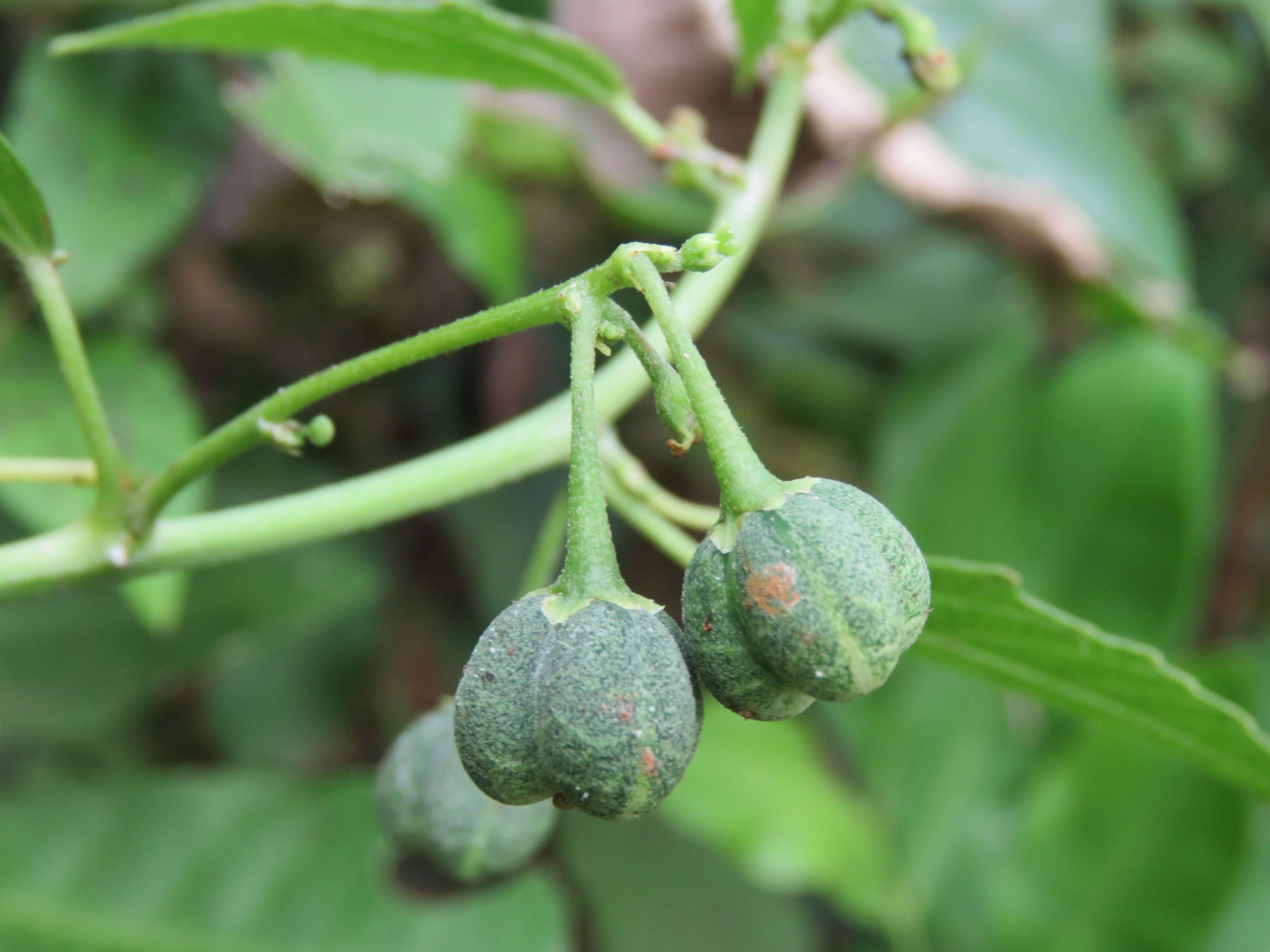 Imagem de Baliospermum solanifolium (Burm.) Suresh