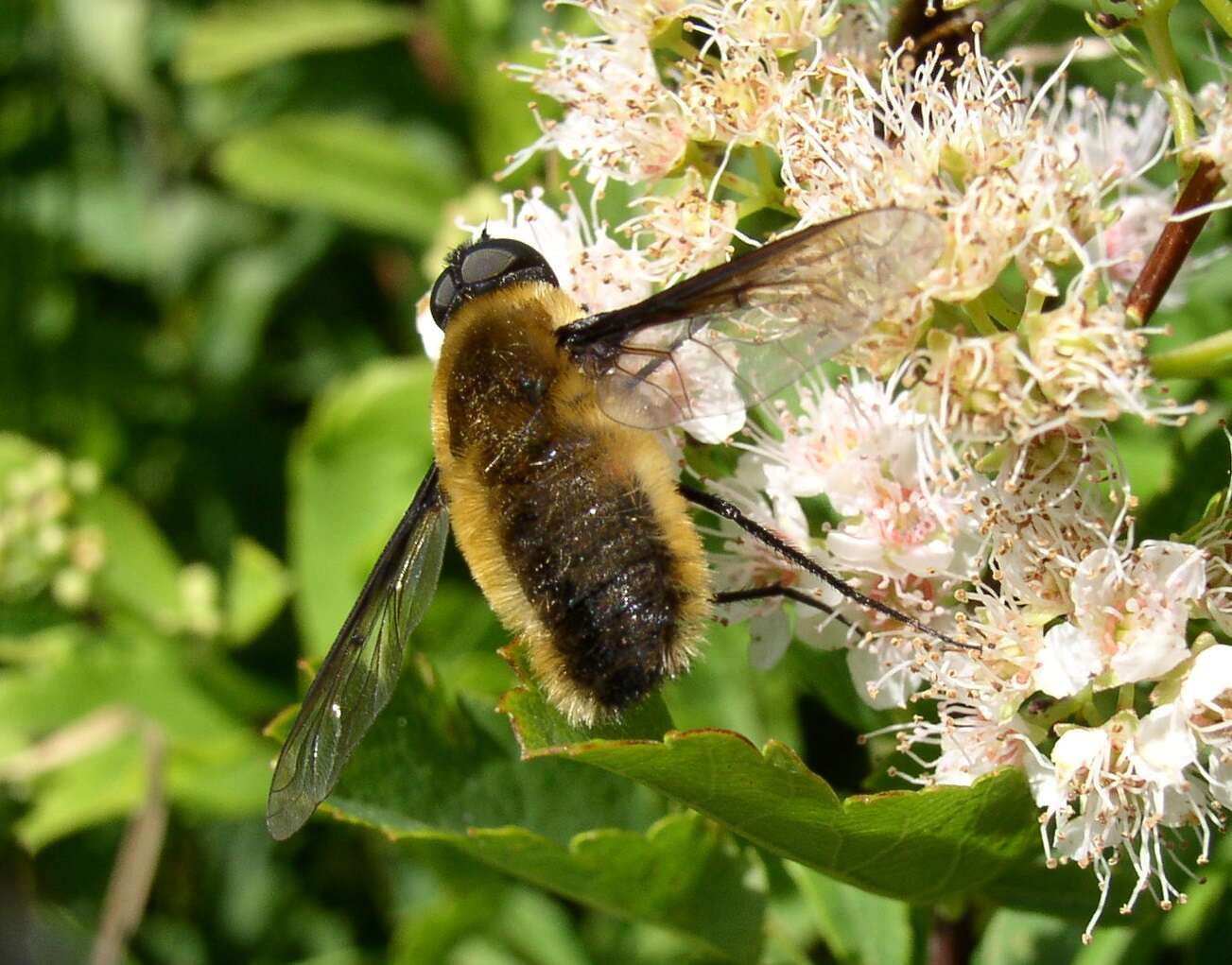 Imagem de Spiraea alba var. latifolia (Aiton) H. E. Ahles