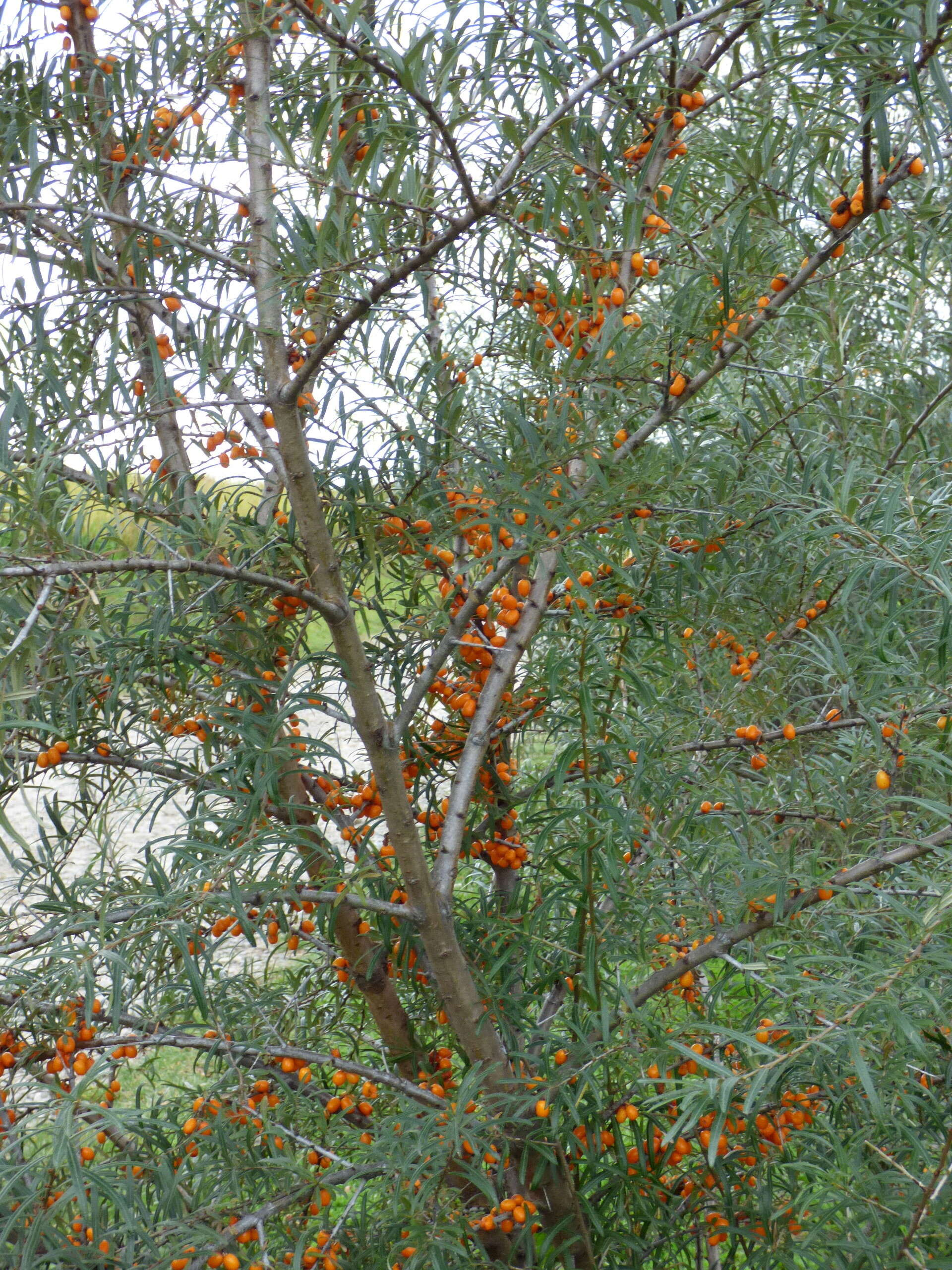 Imagem de Hippophae rhamnoides L.