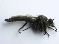 Image of Manx robber fly