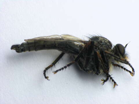 Image of Manx robber fly