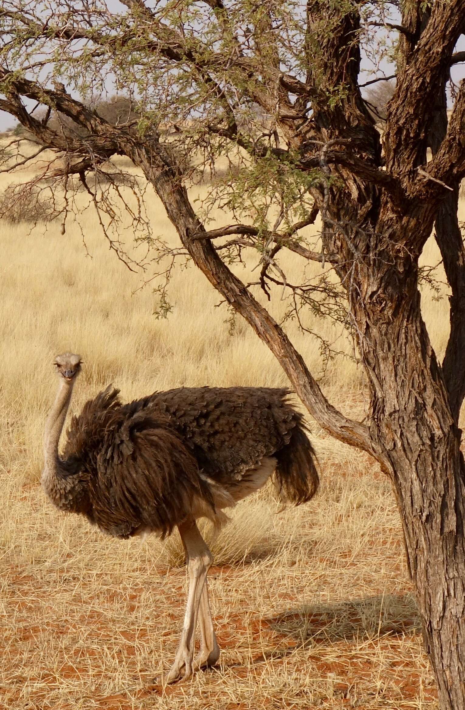 Image of ostriches